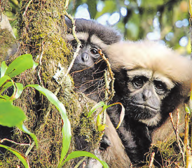 Das Lied der Gibbons – interessante Einblicke in die Welt der Primaten. (Bilder: zVg.)