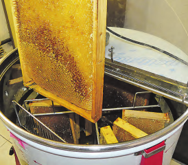 Ab in die Schleuder: Die geöffneten Waben werden vorsichtig platziert.