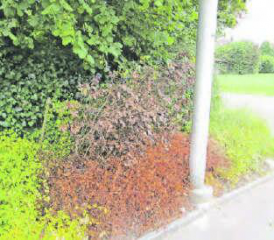 Vandalenakt: An der Hauptstrasse in Oberkulm, Einmündung Tüelenweg, hat ein Unbekannter eine Mahonie vergiftet. (Bild: zVg.)