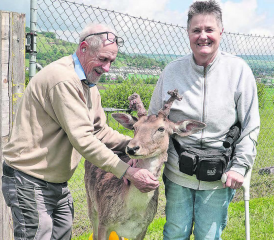 Hans und Rita Küchler halten seit 25 Jahren mit grosser Begeisterung Damhirsche. (Bilder: René Fuchs)