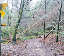 Kein Durchkommen. Gemeinden, Forstbetriebe und der Verein Wanderwege Aarau raten davon ab, sich in der Nähe noch nicht ganz umgestürzter Bäume aufzuhalten. (Bild: zVg.)