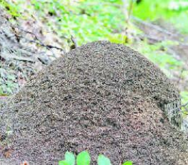 Die Roten Waldameisen bauen kunstvolle Ameisenhügel, in deren Mittelpunkt sich häufig ein morscher Baumstrunk befindet. (Bild: zVg.)