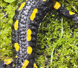 Feuersalamander: Nach einer Entwicklungszeit von bis zu zwei Jahren verlassen Feuersalamander für immer das Wasser. (Bild: zVg.)