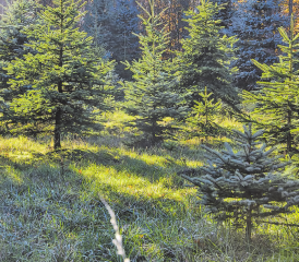 Andreas Lüscher und sein Team hegen und pflegen die Christbäume rund 10 Jahre lang, bevor sie für den Verkauf geschnitten werden. (Bild: pixabay)