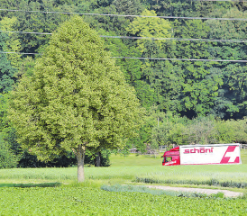 Baum erhalten oder mehr Verkehr? – Der Gemeinderat hat für das Gebiet zwischen Dorfzentrum und Suhrentalstrasse grosse Pläne – das Komitee «Nein zur Überbauung der Hegmatte» will das verhindern. (Bild: Remo Conoci)