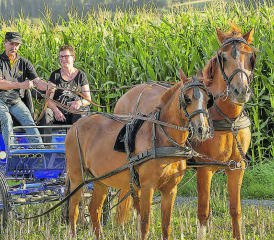 Franz Vogt unterwegs mit Begleitung. Die Tiere bereiten dem ehemaligen Grossrat aus Leimbach täglich viel Freude. (Bilder: Dominique Rubin)