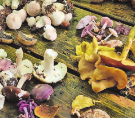 So viele Pilze, doch welche sind alle essbar? (Bild: zVg.)
