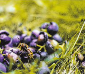Wespen sind zwar lästig, trotzdem sind sie wichtige Nützlinge. (Bild: zVg.)