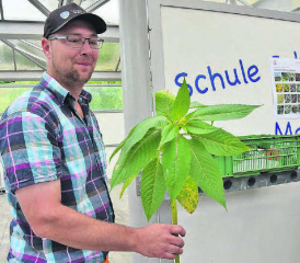 Das drüsige Springkraut kurz vor der Blüte: Andres Zürcher konnte bereits Erfolge bei der Bekämpfung erzielen. Einige einst betroffene Gebiete sind jetzt «sauber».