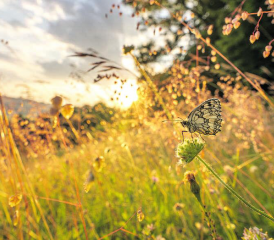 Copyright: Silvan Kyburz