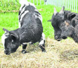 Schöne Begegnungen gab es an der Jungtierschau der Kleintierfreunde Kulm. Mit dabei einmal mehr auch die felligen Kunstwerke der Fellnähgruppe Kulm. (Bild: hg.)