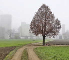 Grüne Wiese? Ballungsraum? Werkhallen-Standort? Erst der Richtplanentscheid des Grossen Rates und die später einzuleitende Teilrevision «Hegmatte» werden darüber entscheiden, wie sich Schöftland hier entwickelt. (Bild: Remo Conoci)