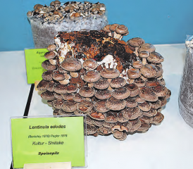 Lentinula edodes: Der Shiitake oder Shii-Take ist eine Pilzart aus der Familie der Schwindlingsverwandten. (Bilder: Heidi Härri)