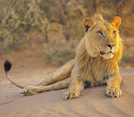 «Die Wüstenlöwen der Namib – Aufbruch und Wiederkehr», zu sehen an den Naturfilmtagen im Naturama in Aarau. (Bild: ©NaturVision)