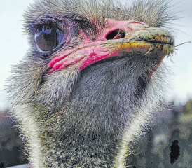 Strausse zur Balzzeit: Die Schnäbel und Beine der Hähne sind dabei hormonbedingt deutlich rot gefärbt.