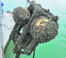 Gut möglich, dass die Muscheln aus dem Hallwilersee stammen: Diese Verankerung ist nach einigen Monaten im Genfersee dicht mit Quaggamuscheln besiedelt. (Bild: Sébastien Lavanchy)