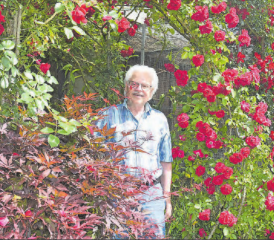 Die Eden-Rose gehört zu seinen Lieblingen unter den «Dornengewächsen»: Hans Stirnimann, wie man ihn in der Region kennt. (Bilder aw.)