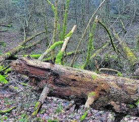 Faszination Natur. Ganz im Osten der Gemeinde Gränichen, oberhalb des Weilers Refental, kann das Naturwaldreservat Surberg anlässlich eines Flurumgangs bewundert werden. (Bild: Luc Scharb)