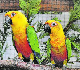 Immer wieder einen Besuch wert: Die Ausstellung des Vereins Ziervogelfreunde Wynental. (Bild: WB-Archiv)