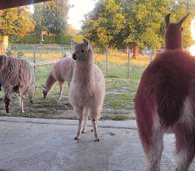 Lamas spucken, aber nicht oft. Aber sie mögen es, gestreichelt zu werden, dann spucken sie nicht. (Bild: zVg.)