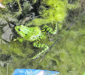 Ein Frosch noch vor Beginn der Aktion im Waag-Weiher. (Bilder: zVg.)