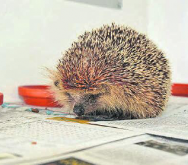 100 Ställe: Da Igel Einzelgänger sind, müssen sie in Einzelboxen gehalten werden, ausser Mütter mit Jungen oder junge Wurfgeschwister. (Bild: zVg.)