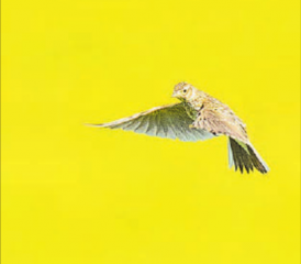 Eine Feldlerche im Flug: An der Exkursion des Natur- und Vogelschutzvereins Reinach. (Bild: Silvan Kyburz)
