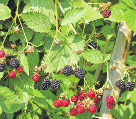 Einige Tage früher als erwartet, ernten die Schweizer Obstbauern Strauchbeeren in grossen Mengen. (Bild: pd.)
