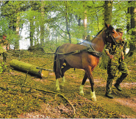 Holzrücken im Wald auf dem Gränicher Rütihof im Einsatz: Ein Trainzug ist im Rahmen der Sanierung des Seilparks im Einsatz. (Bilder: zVg.)