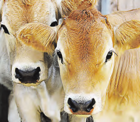 Landwirtschaft hautnah erleben: am Samstag in Muhen, Gränichen, Holziken und Aarau. (Bild: zVg.)