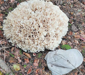 (Bild: Giovanni Assaiante)