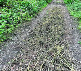 Neophyten am Waldwegrand liegen zu lassen ist nicht ideal. Dieses ausgerissene Springkraut liegt seit Tagen am Waldwegrand in Reinach. (Bilder: Dominique Rubin)