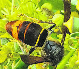 Eine Bedrohung für unsere Honigbienen: Die Asiatische Hornisse, erstmals auch im Aargau gesichtet. (Bild: zVg.)