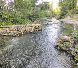 Eingeschränkter Lebensraum: Der revitalisierte Abschnitt des Aabaches sollte bei genügend Wasser der Barbe Lebensraum bieten. (Bilder: ru.)