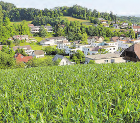 Blick über den Bodenacker: Hier sollen elf Doppeleinfamilienhäuser entstehen, eine Beschwerde steht aber noch aus. (Archivbild: rc.)