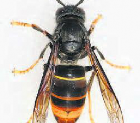 Die Asiatische Hornisse hat Streifen aber keine Punkte. (Bild: zVg.)