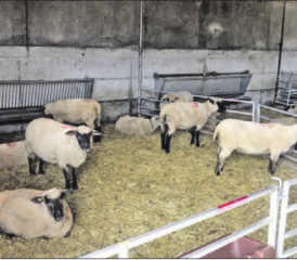 Traditionelle Schafschur in Hallwil: Die Schafe ungeschoren und nach der Schur.