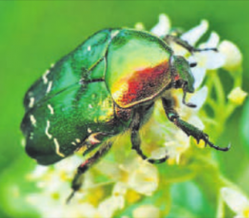 Crashkurs Krabbeltiere, ein Angebot des Naturamas Aargau. (Bild: zVg.)