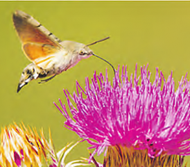 Das Liebesleben der Blumen: Kompetent erläutert Ernst Hofmann dazu viel Wissenswertes für grosse und kleine Zuhörer/innen. (Bild: zVg.)