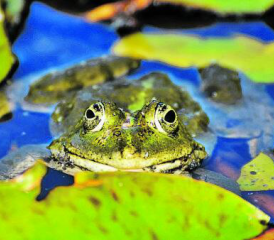 Besonders die Amphibien werden durch mehr als 15 neue Weiher und Tümpel direkt profitieren. (Bild: pixabay)