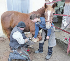 Der Hufschmied an der Arbeit: Ein Pferd zu beschlagen braucht viel Fachwissen und Handgeschick. (Bilder: rf.)