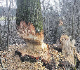 Diese Bilder zeigen, wie der Biber gegenwärtig am Aabach wirkt. Gesehen haben wir ihn bisher nicht, vielleicht auch weil er als hervorragender Schwimmer und Taucher bei unserer Anwesenheit im Aabach abgetaucht ist. (Bilder: ru.)