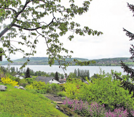 Am Hallwilersee: Eine Uferlandschaft die unbedingt geschützt werden muss..