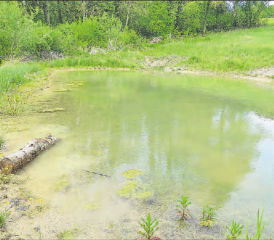 Mehr Feuchtgebiete regenerieren, um den Artenrückgang zu stoppen: Der sanierte Weiher in der Aescherweid in Fahrwangen. (Bilder: zVg.)