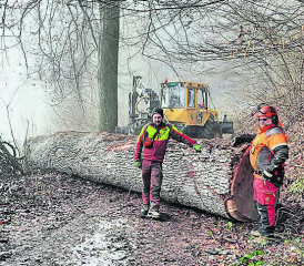 Die dickste Eiche von Schöftland ist leider, ohne Fremdeinwirkung, umgestürzt. (Bild: zVg.)