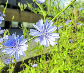 Naturförderung in der Gemeinde: Ein Kursangebot des Naturamas Aargau. (Bild: zVg.)