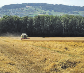 Getreideernte in Meisterschwanden: Auf dem Langmatthof von Lukas Siegrist ist der richtige Moment gekommen, das Getreide zu ernten - es ist nicht zu feucht und nicht zu trocken. (Bild: zVg.)