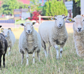 Ein schwarzes Schaf auf einer Gontenschwiler Weide. In der Wahrnehmung des Menschen, tanzt dieses aus der Reihe, tatsächlich beschützt es aber die anderen Tiere – eben dank seiner Farbe. (Bild: Remo Conoci)
