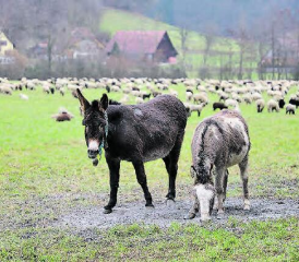 Die 200 Schafe werden gut bewacht: Der eher scheue Hirte wollte nicht aufs Bild, Molly und Rosy dagegen scheinen sich neugierige Passanten gewohnt zu sein. (Bild: rc.)