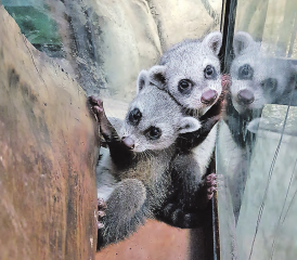 Sie sorgen für einen erhöhten Besucherstrom ins Papiliorama: Krabbenwaschbären schlafen tagsüber oft in Baumhöhlen oder anderen Verstecken. (Bilder: zVg.)